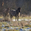 Konikpferde - Im Revier der wilden Pferde - Marchegg - Januar 2016